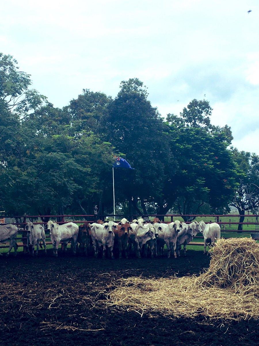 On farm with Norco at “Yenda” just outside #Gayndah today. Grey Brahmans and grey skies - can’t beat that combination! #gallagherlife