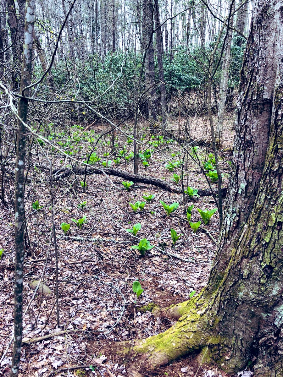 TealSeptember's tweet photo. It’s that time of year when the #SkunkCabbage plants start coming up. #EasternSkunk #SwampCabbage #ClumpfootCabbage #MeadowCabbage #PoleCatWeed https://t.co/e9XJzHmfkr