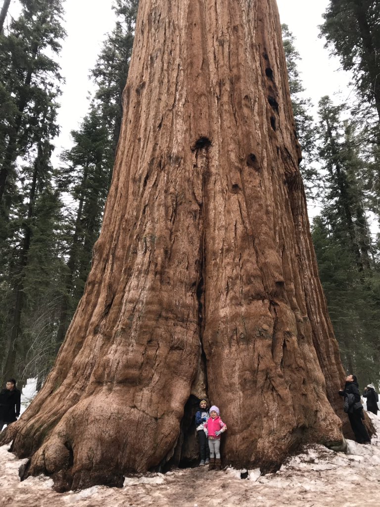 epriesand's tweet photo. Saw the largest tree in the 🌎 today so that was 🆒. #GeneralSherman 🌲🌳🌱🍃🌿🍂❄️🏔 @SequoiaKingsNPS https://t.co/RXNlXKVpeC