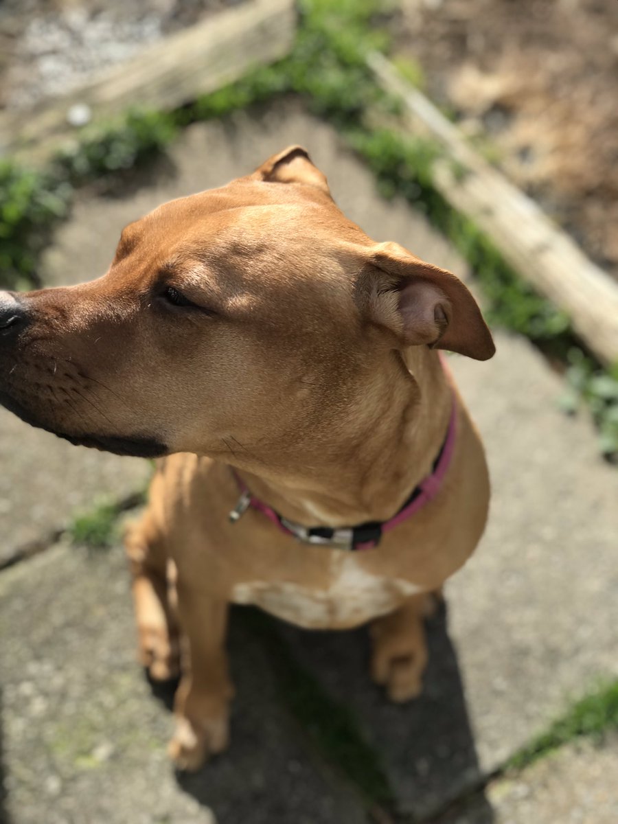 MariaDeRasmo_'s tweet photo. here’s some new pics of Nala🥰 https://t.co/VoJjLZtDz8