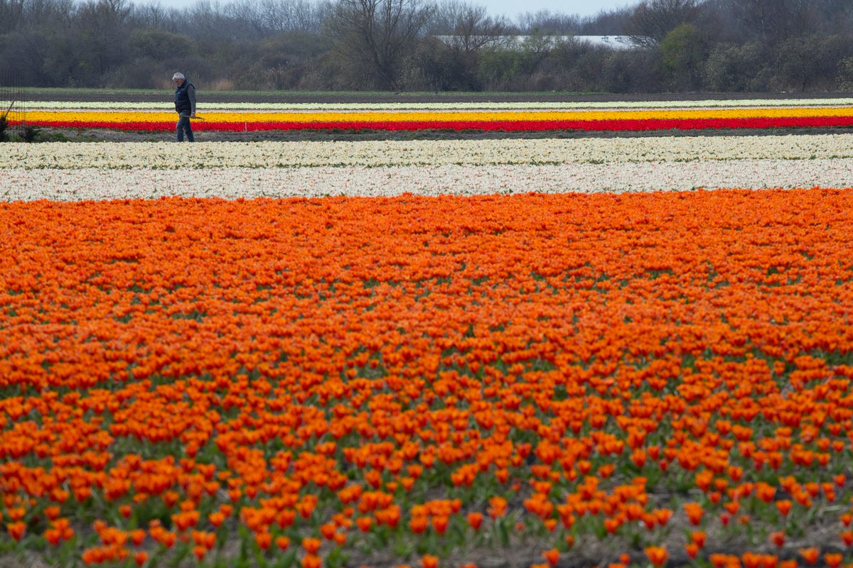 mathrubhumieng's tweet photo. The beauty of Netherlands spring
See more pics: https://t.co/MxC3s7egf7
#travel #Netherlands #NetherlandsSpring https://t.co/FeYYaiq3Mk