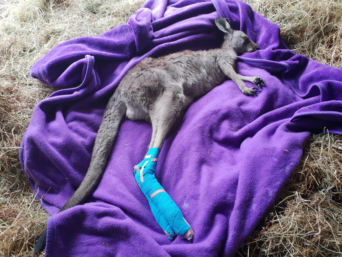 Epworth's tweet photo. A glimpse of our bandages helping creatures big & small to recover from the #bushires in #Victoria. Thanks to everyone who helped make this happen & to Adopt a Rescue for their incredible work supporting our #wildlife ๐ https://t.co/mqhFFUrqUk