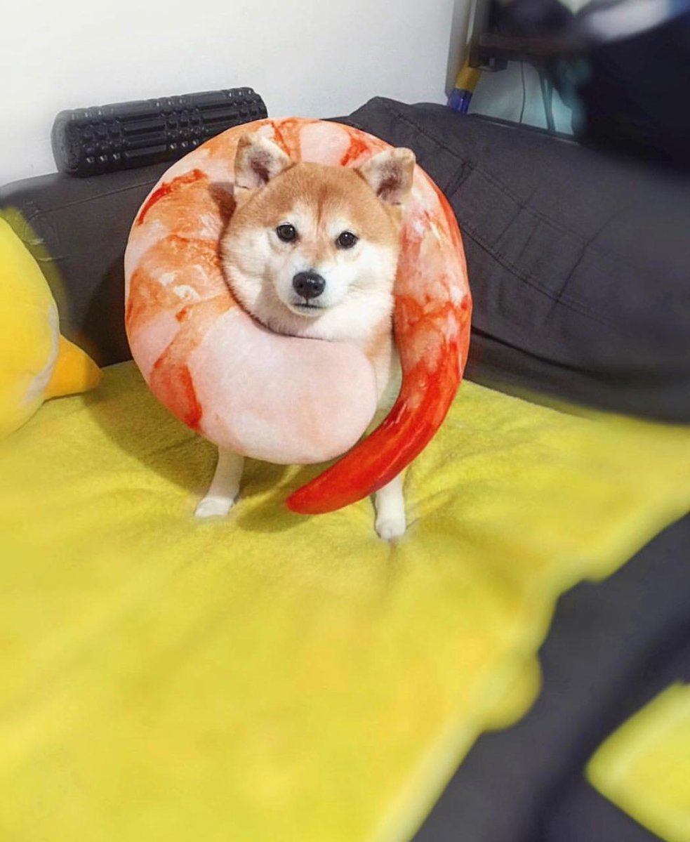 Netgeek動物 海老犬だぞー 甘エビクッションで進化した柴犬 Netgeek T Co Pcgew4c3nt Netgeek動物 海老犬だぞー 甘エビクッションで進化した柴犬 Netgeek T Co Pcgew4c3nt