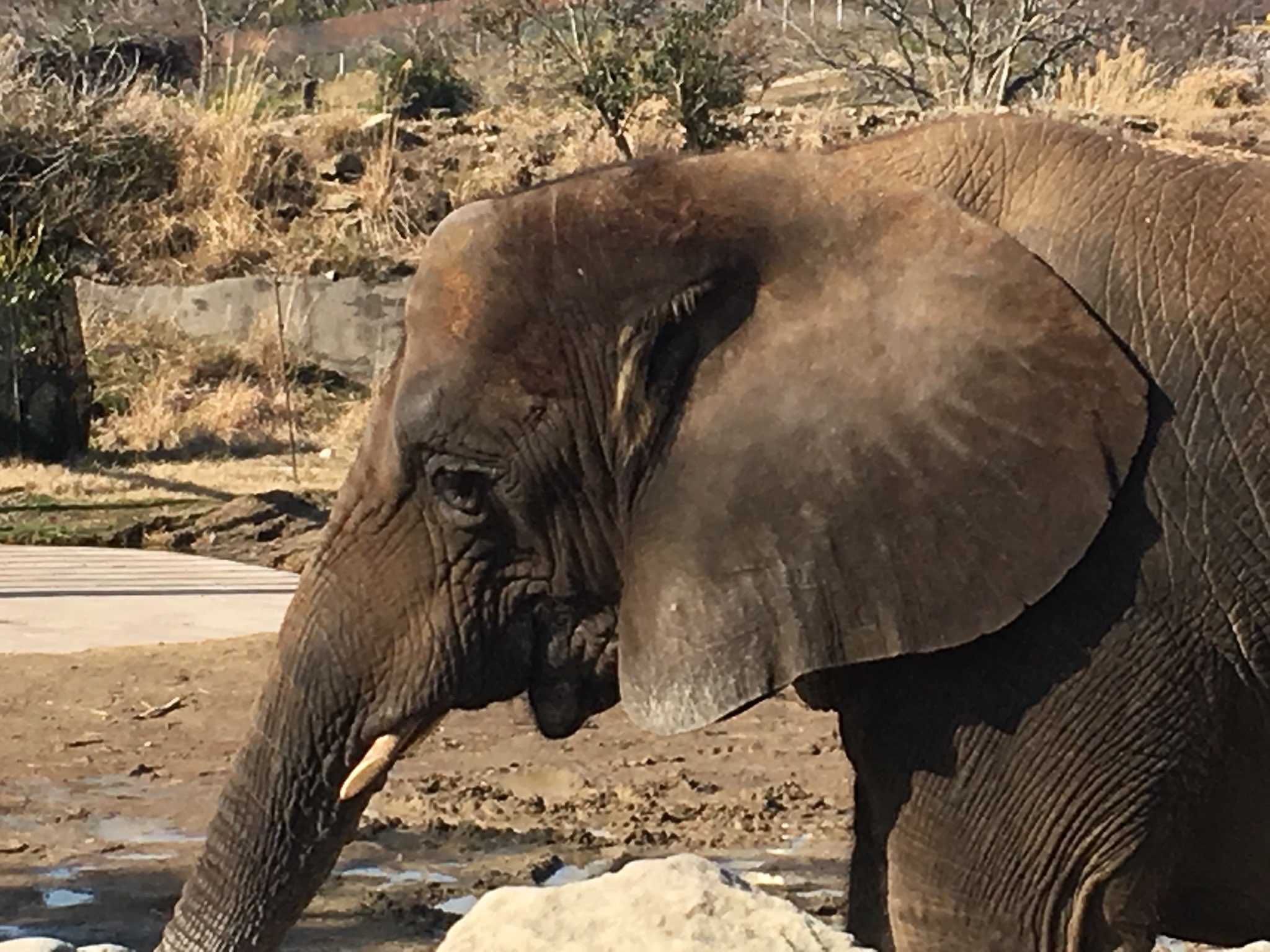ショウ 一昨日出会った重量級の動物たち アドベンチャーワールド 象 サイ カバ T Co 7fefhyzbj7 Twitter