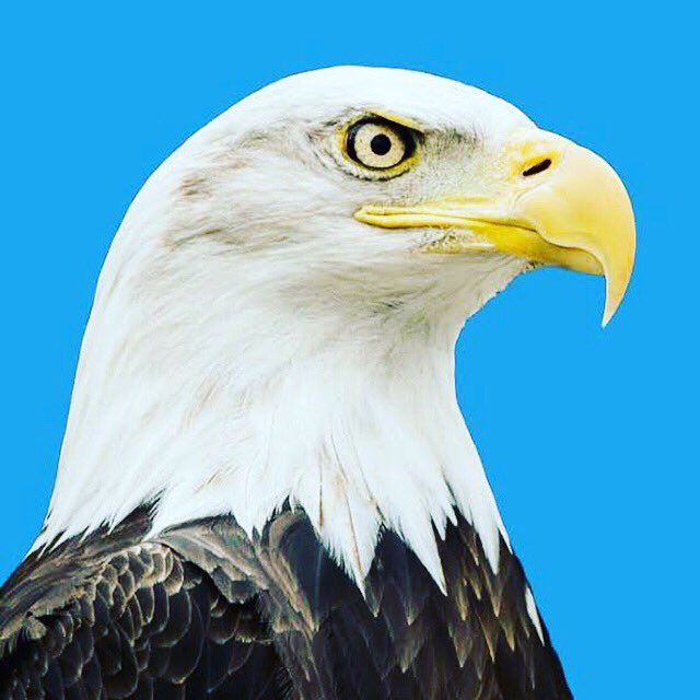 deepakravindran's tweet image. Fly like an  Eagle 🦅 @lookupHQ #lookup2 #comingsoon #koramangala @piratefund