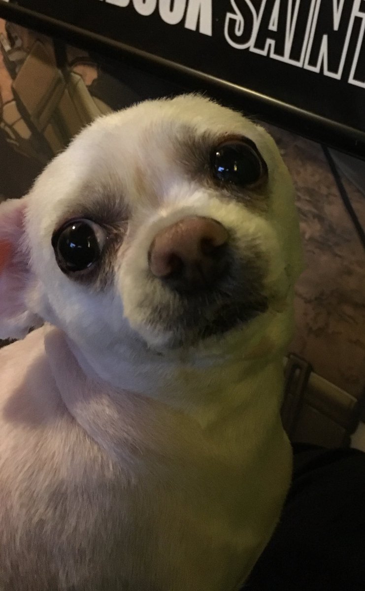 BadBoyHalo's tweet photo. My dog is NOT bald now... see. https://t.co/r868dUUfUF