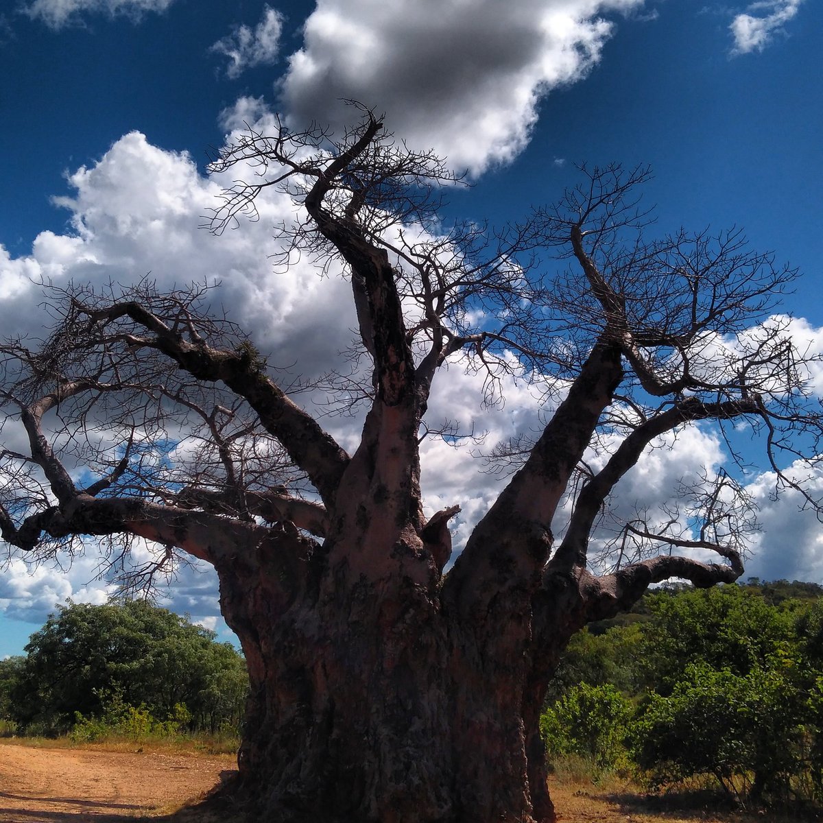 MelaHospitality's tweet photo. 1of #Africa 's trees that grows really old. 1was once Carbon Dated to be as old as 6000years in #SouthAfrica #photography #travel #travelchatSA #CapeTown #SMACC https://t.co/VTlalnnuuq
