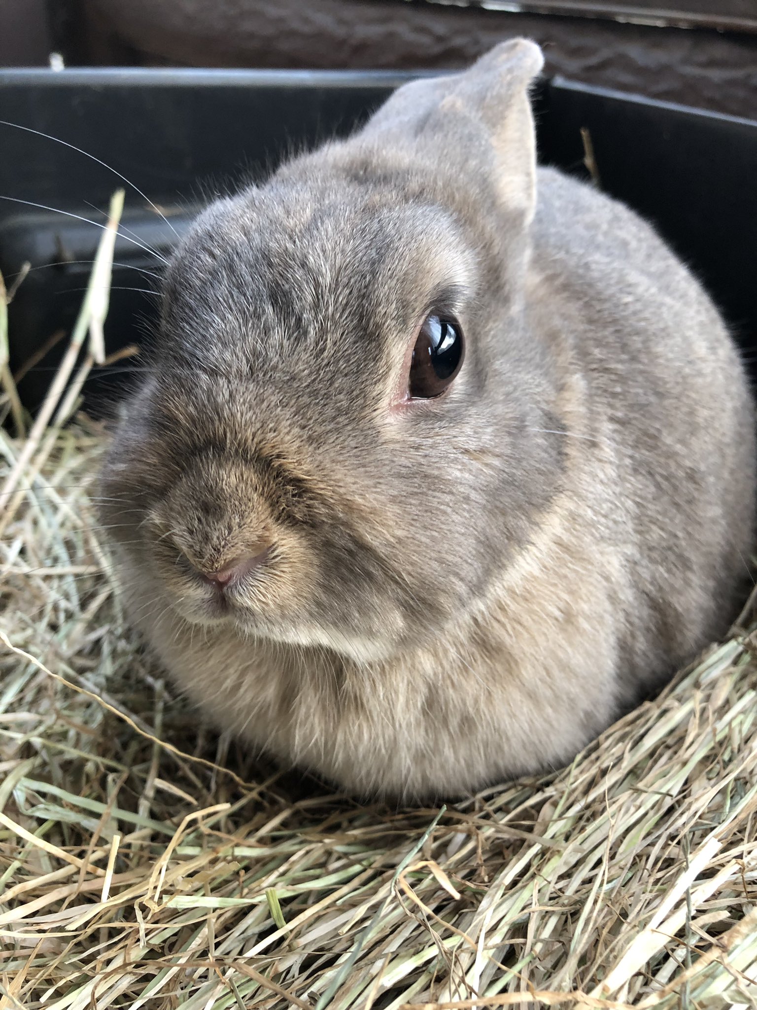 須坂市動物園 公式 ウサギの盲腸便 もうちょうべん 発見です 盲腸で作られるウンチ で ビタミンやタンパク質たっぷりの 栄養のあるウンチ です ウサギは肛門から直接食べます T Co Zdcglsqbk7 Twitter