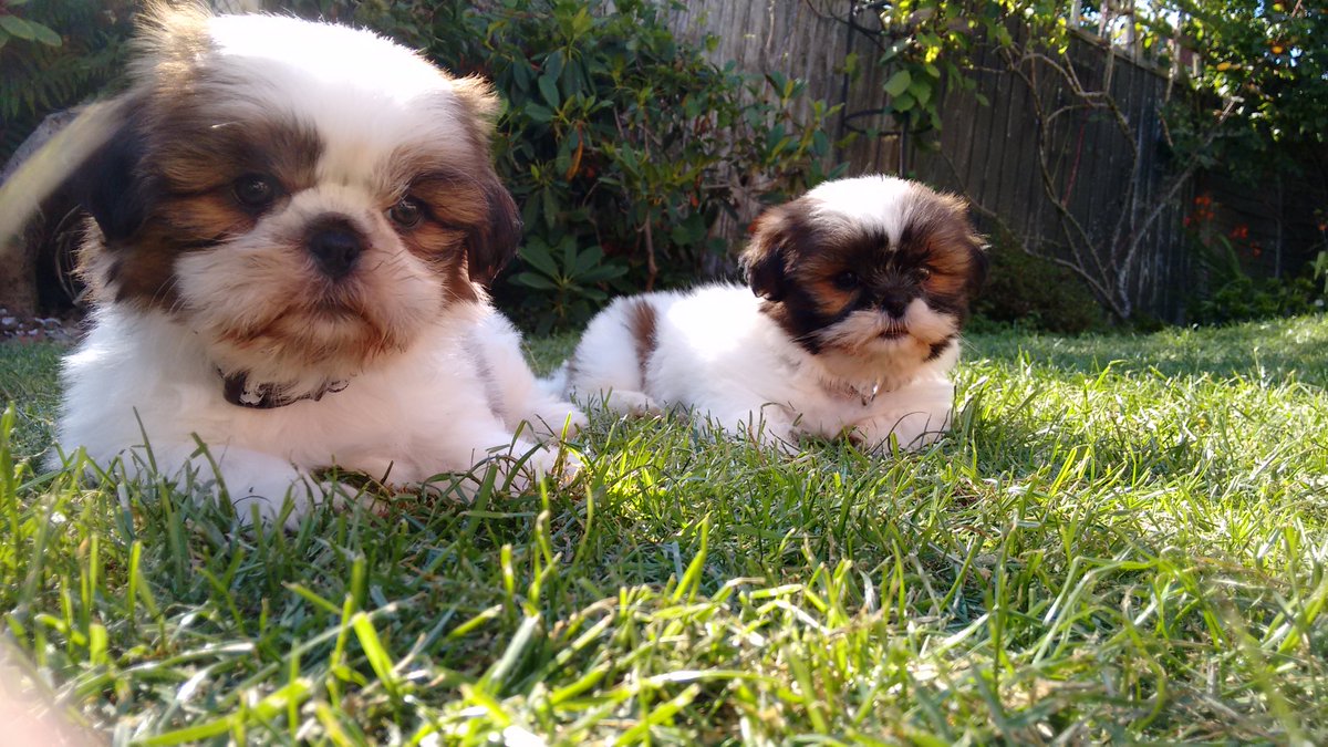 ObiBaylis's tweet photo. Chilling in the garden with my bro! What lovely weather :) #summerfun #shihtzu https://t.co/adudh8l95Z