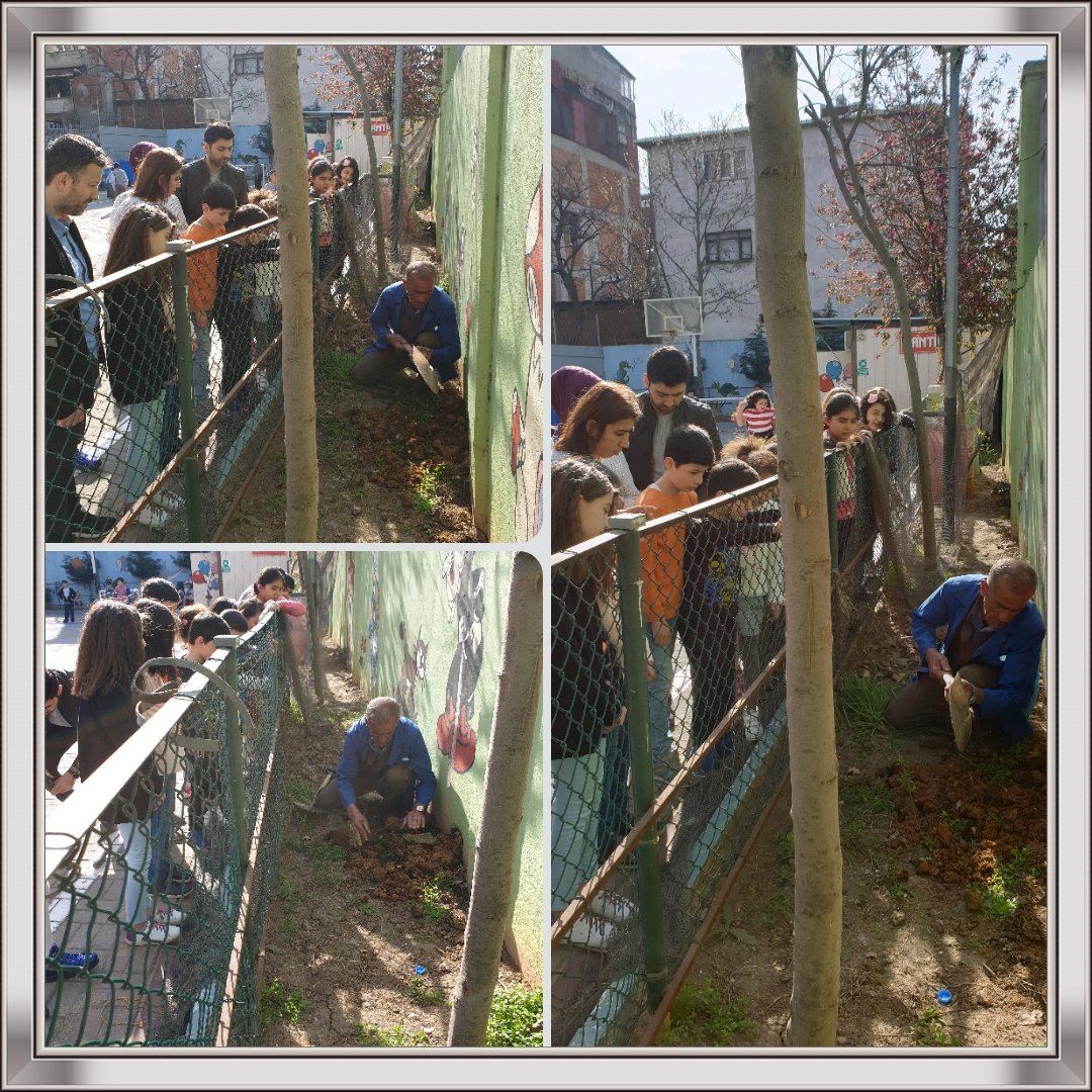 Proje kapsamında çam fidanlarımızı diktik <a href="/gopmem/">Gaziosmanpaşa İlçe Millî Eğitim Müdürlüğü</a> <a href="/ist_gulay/">Gülay ÇATAR</a> <a href="/mfokdem/">M Fatih Öktem</a> @CanCiftci38 <a href="/kurtulmus_busra/">Büşra Kurtulmuş</a> <a href="/NeslihanDereli5/">Neslihan Dereli</a> <a href="/nzlbocek/">Nazlı Böcek</a>