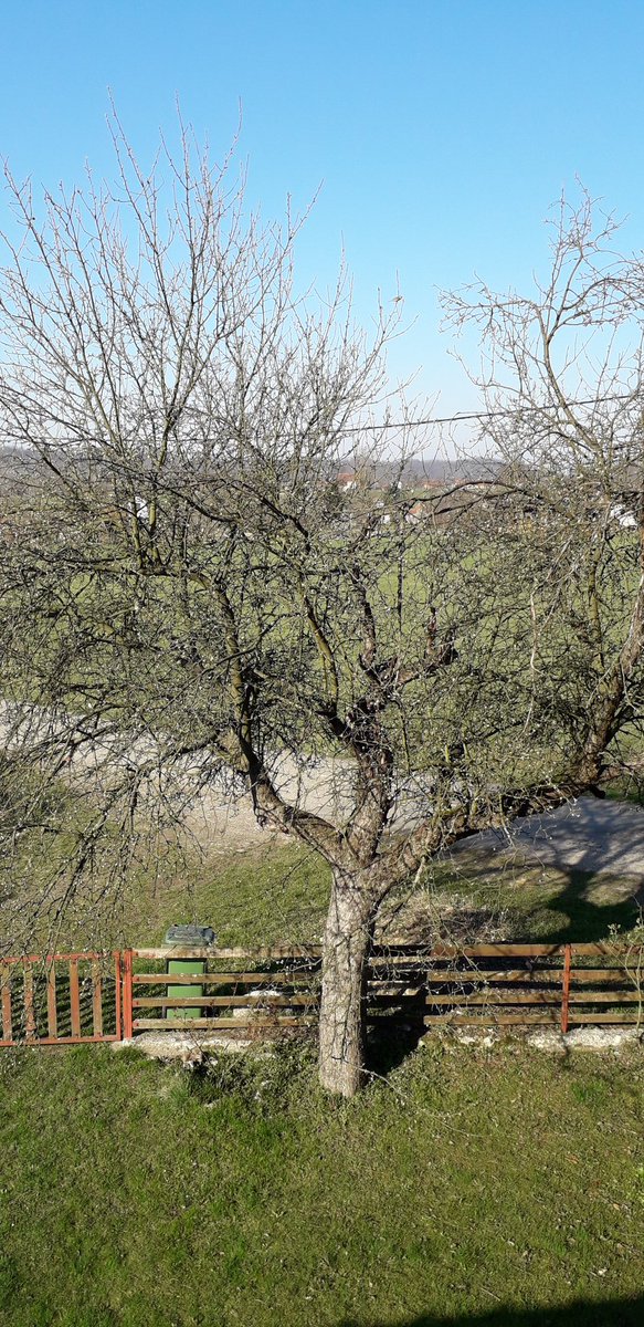 I stara jabuka je počela da daje znake života... dobro jutro mili moji 💋