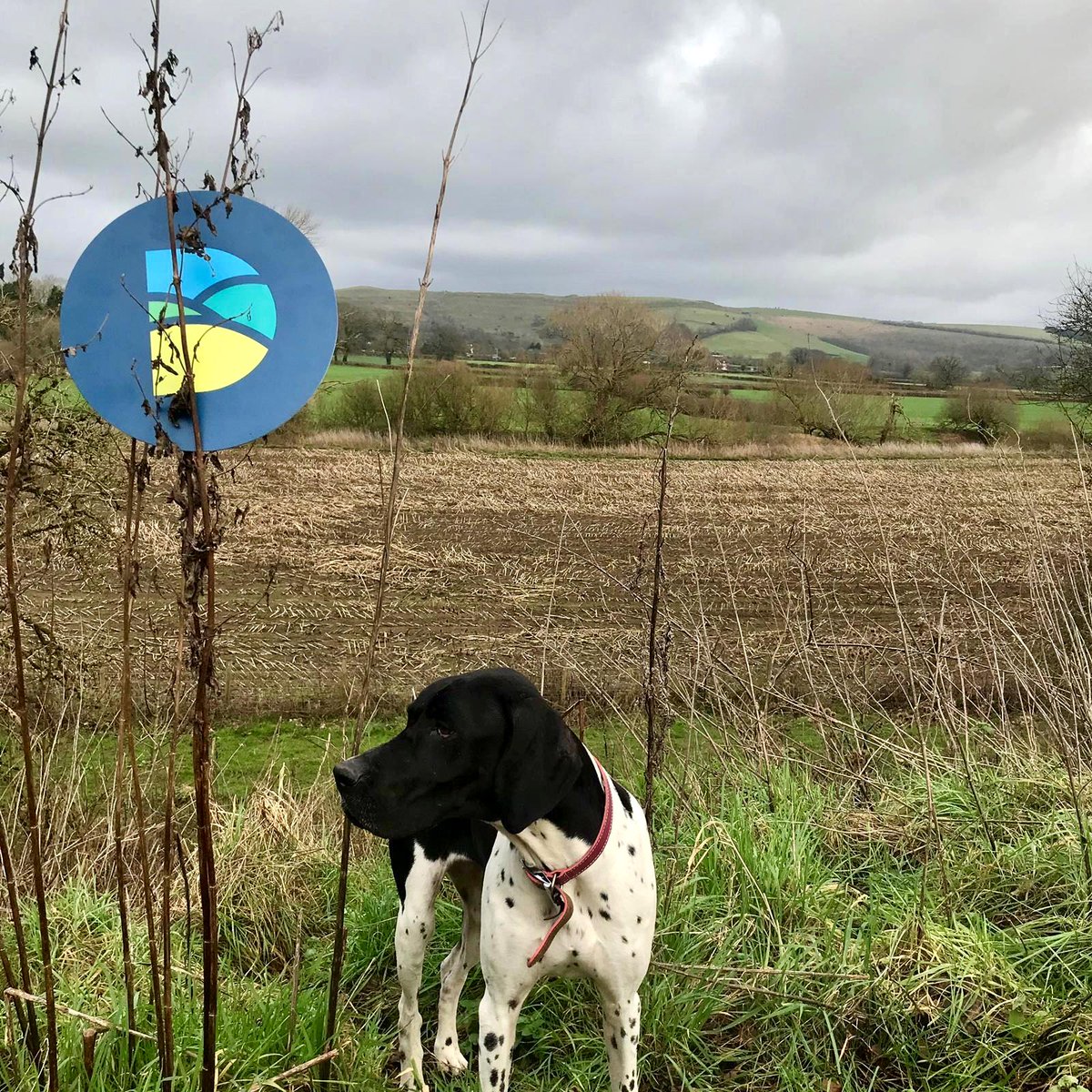 DorsetCouncilUK's tweet photo. Can you see Hambledon Hill in the background?  An iron-age hillfort was built on the main hill. Defences can still be seen today &amp; together with its three ramparts encircling the hill it is one of the most impressive archaeological earthworks in southern England #workingfordorset https://t.co/bgbVJ4Ln1b