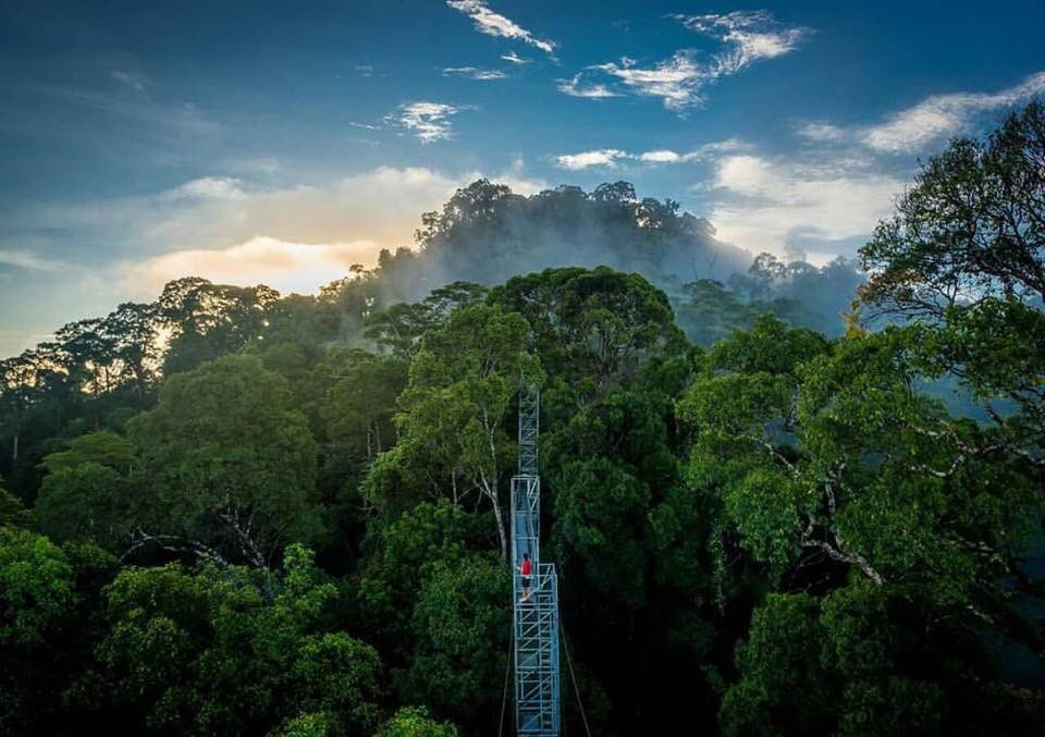 IsskndarAriffin's tweet photo. Siapa yang kata travel 🧳 pergi Brunei 🇧🇳 boring, mesti tak pernah sampai tempat yang nak di kongsikan ini. Tempat ni nama dia Hutan Negara Ulu Temburong. Kalau nak tahu, hutan ni ada spesis semut yang boleh meletup 😱😱😱 &amp; popular dengan canopy walk. https://t.co/OSZuZqsvin