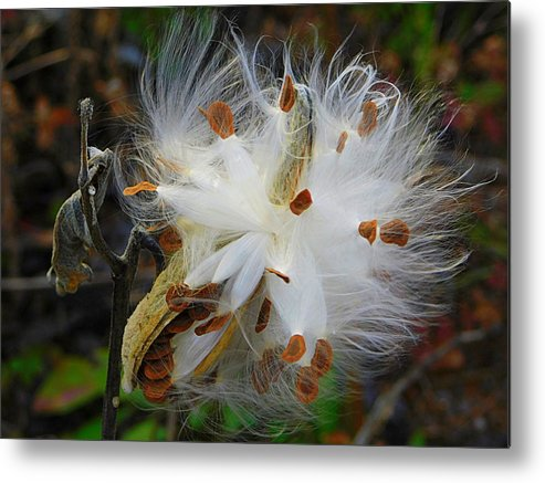 It is #weedappreciationday   #DYK that #milkweed is the only food source for the #Monarch #butterfly?  fineartamerica.com/featured/catch…  #ThursdayThoughts #Gardening #naturelovers #butterflymigration  #ButterflyWhisperer