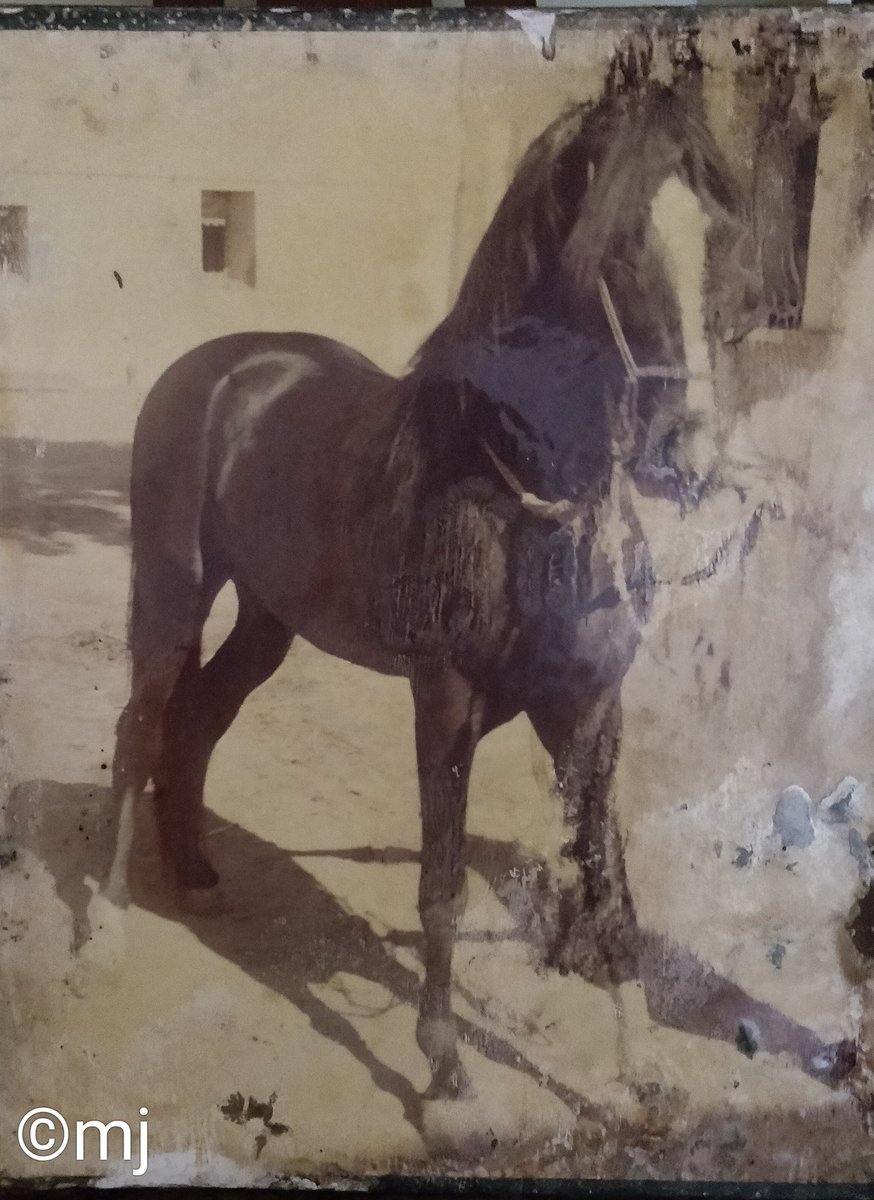 Pride past Marwari Frame Clicks of Stallion DEVRAJ from  Gallery Of DEVDARBAR JAGIRI MATH🚩#marwari #horses #devdarbar #devdarbarjagirimath #historicalhorsesofgujarat #banaskatha #purityofmarwarihorses #unmixed #preservedbreedsofmarawrihorses #devdarbarlineage  #devrajofdevdarbar