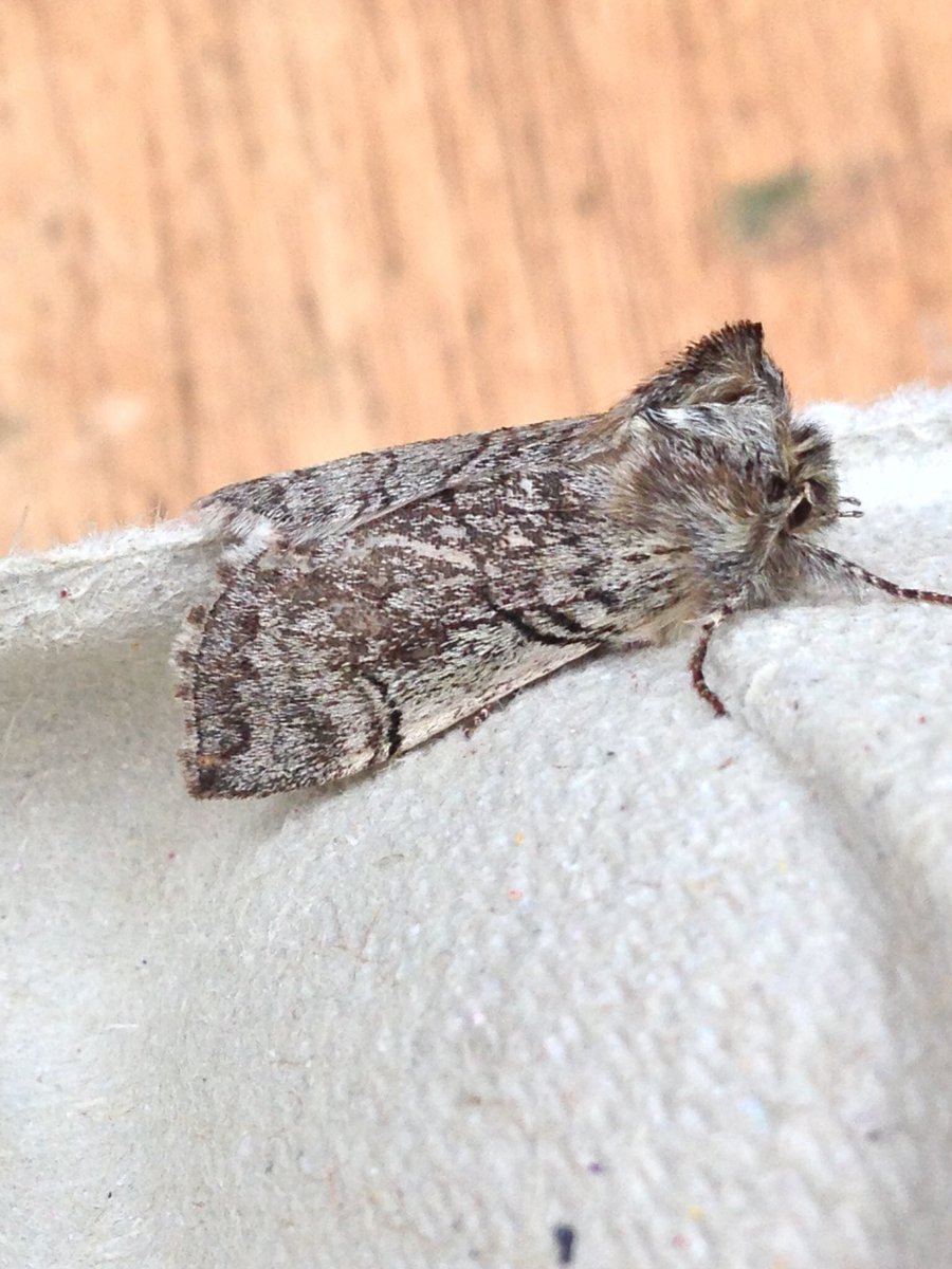 ianrobinson271's tweet image. Couple of these last night amongst 179 moths from 2 traps.
Changed some parameters in my ‘not an experiment.’ Moved the Skinner trap 1.5m and it ended up with twice the number caught in the new Robinson. Will reverse the setup tonight. #teammoth #notscience