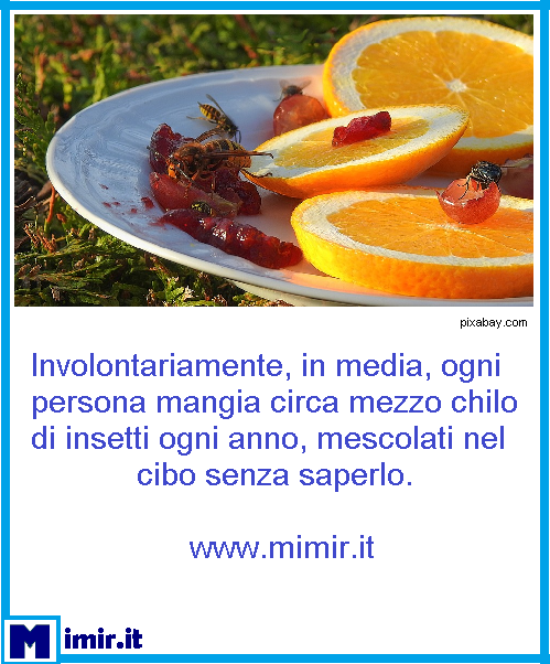 ItMimir's tweet photo. Siete contrari a mangiare insetti? Sappiate che già lo facciamo #sapevatelo #sapereèpotere #curiosità #curiosone #saiperchè #insetti #cibo #mangiareinsetti #buongiorno #mimir https://t.co/YZUF5cg1EV https://t.co/76H5l1CTsM