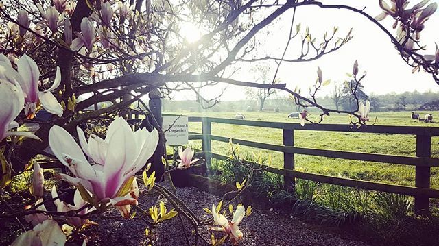 MaynoothOrganic's tweet image. The #magnolia in full bloom ! #morning