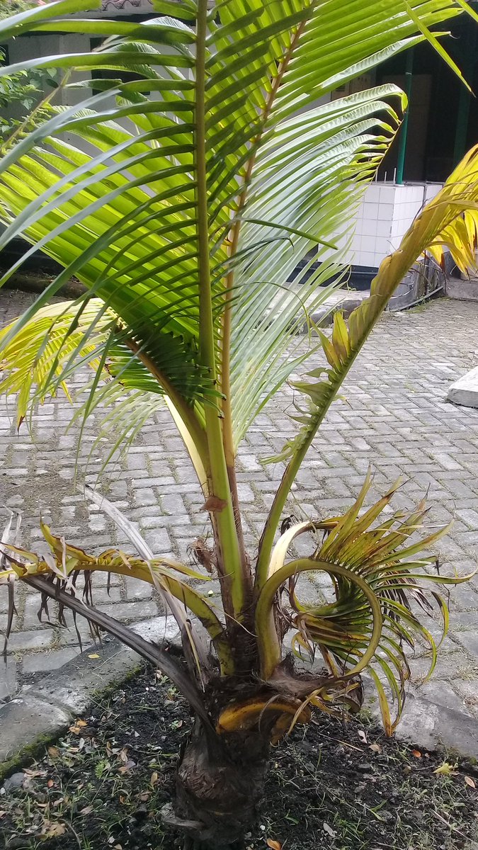 t_sumarno's tweet photo. #agpearthHour
#Connect2Earth
#EarthHour2019
#EarthHour2019
#agpeduli 
#ChangeClimateChange https://t.co/haJ5RZOtPj