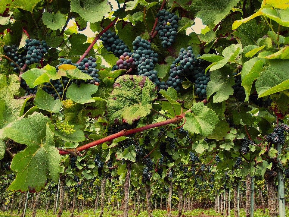 BodegaValcarlos's tweet photo. RT @Sobrelias_: Tipos de vino tinto en España en función de las uvas que los elaboran #wine #winelover https://t.co/A8uUgqIrUJ https://t.co/HWEbnglRUp