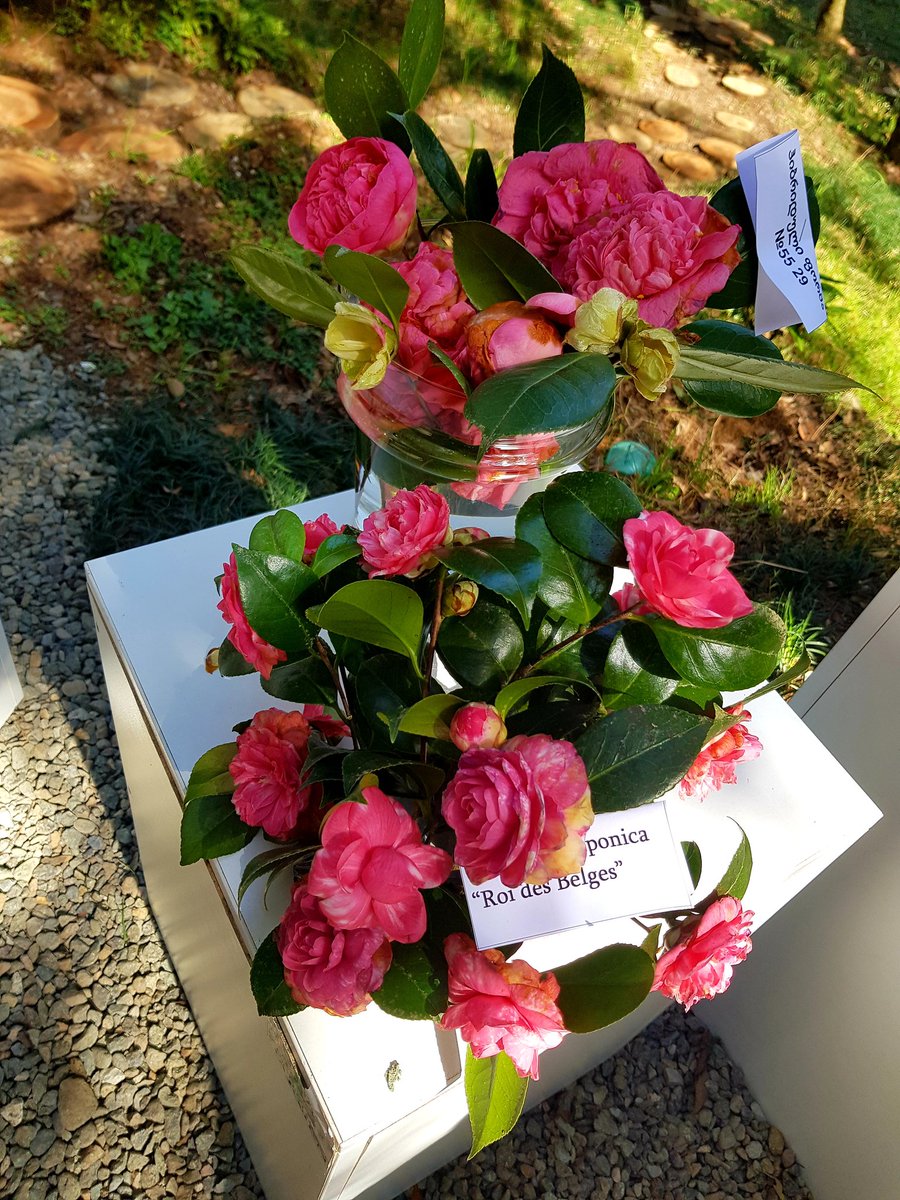 BatumiCC's tweet photo. #exhibitionofflowers #camellia #BatumiBotanicalGarden https://t.co/M87Wn7PxGL