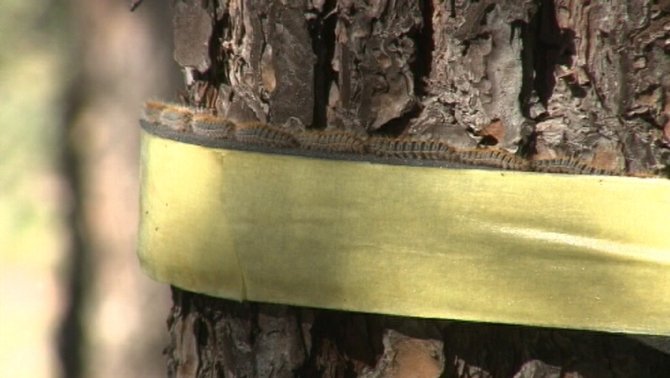 ETSEAFIV_UdL's tweet photo. Vine a estudiar el Grau en Enginyeria Forestal i el Màster en Enginyeria de Forests a l'@ETSEA_UdL de la @UdL_info i mai més no confondràs llaços grocs amb tractaments contra Thaumetopoea pityocampa (la processinària del pi)!!
https://t.co/goYbdIDdhY https://t.co/lPkyWJaJvt