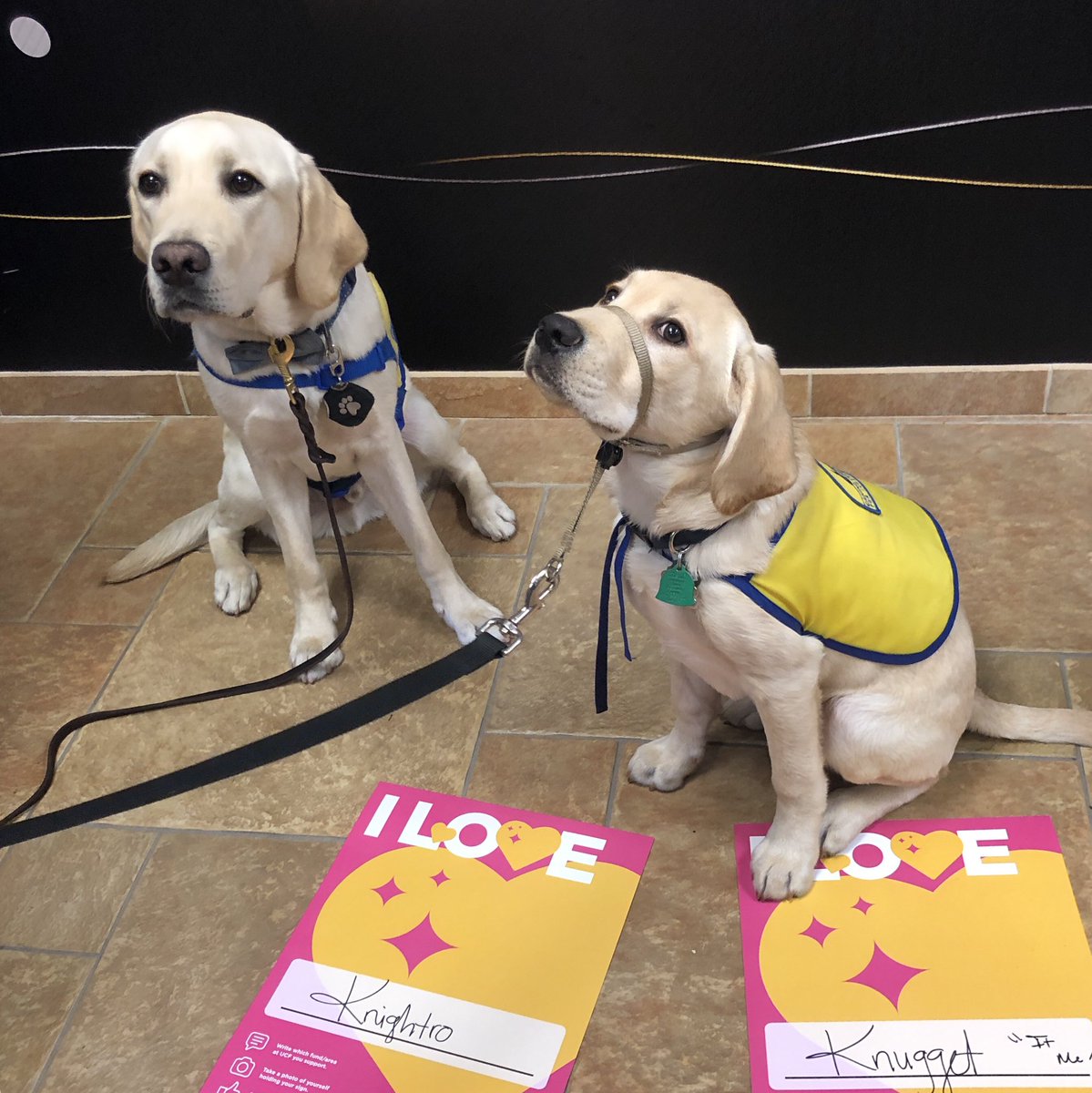 UCFKnights's tweet photo. How can you resist these puppy eyes? 😍

Support what you love and #GiveToUCF 👇
https://t.co/hQUA5fFBgL https://t.co/kaoQCvM3Iq