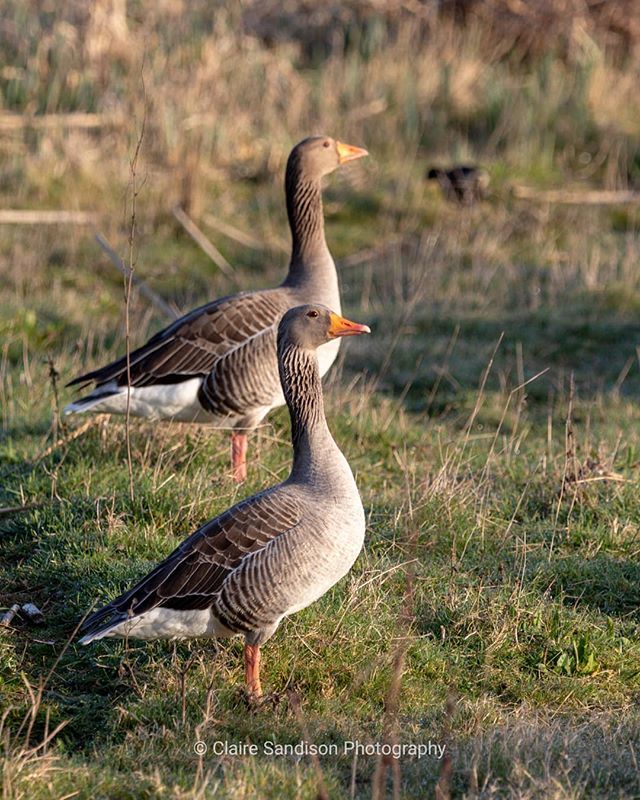 On sentry duty

#rspb #wildlifetrustbcn #britishbirdlovers #birds #birdphotography #nature #naturephotography #wildlife #wildlifephotography #summerleys #summerleysnaturereserve #greylag #goose #geese #greylaggeese #standingguard