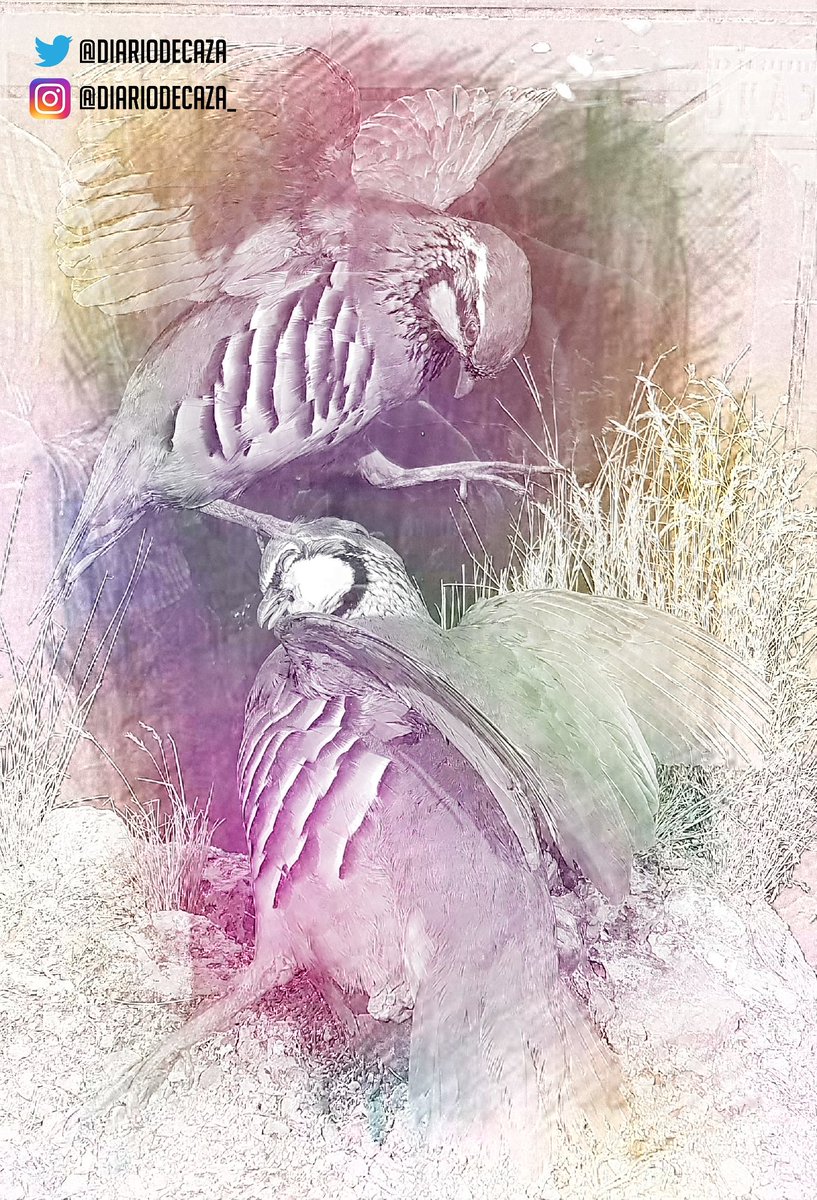 Bajan desde el mago cielo,
de sus tinieblas florecido,
inmensidad de océanos de fuego,
rojo de telas sin sentido.