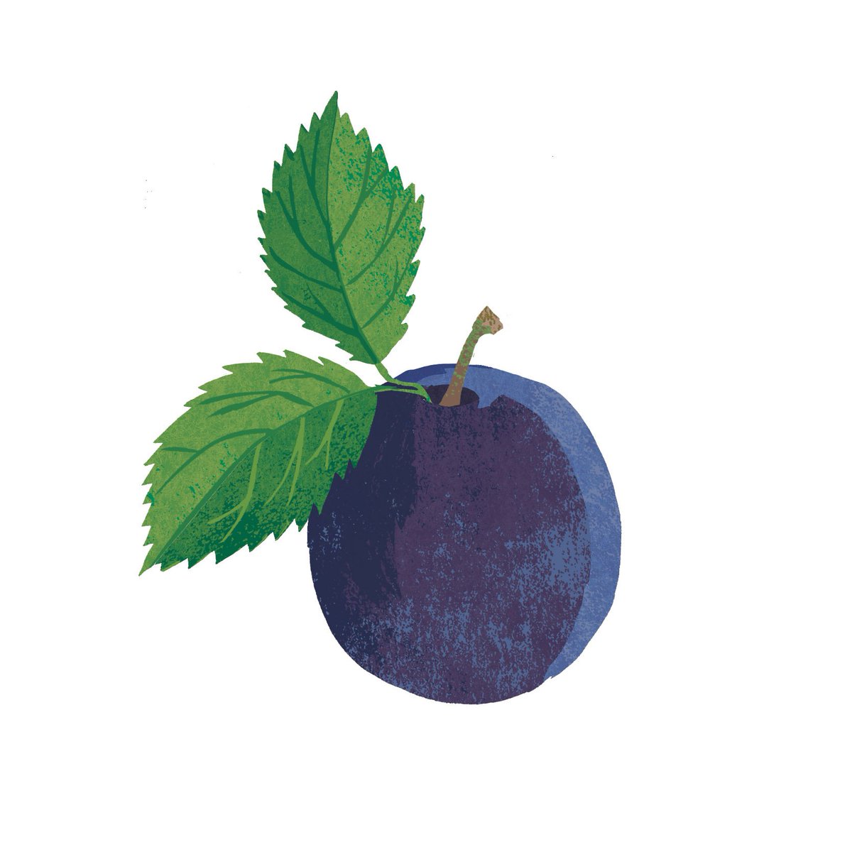 saramulvanny's tweet photo. Spring is in the air and I'm hoping to give foraging ago this year. A great book to look out for is ‘Family Foraging’ by David Hamilton which is out now! Here's some of my illustrations from the book...⠀@TheQuartoGroup @DaveWildish @agencyrush #familyforaging #books #spring https://t.co/tGCoc9DkER