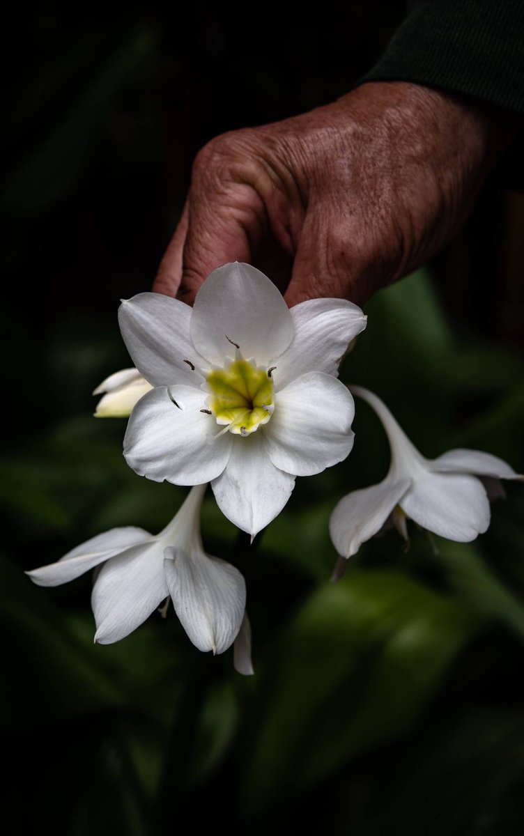 ruth_rem's tweet photo. A gardener, seeing me sitting on the ground to take this photo, came over to hold up the flower #kindnessofstrangers #sheclicksnet #gardener #botanicalphotograpy https://t.co/u0COsM7trq