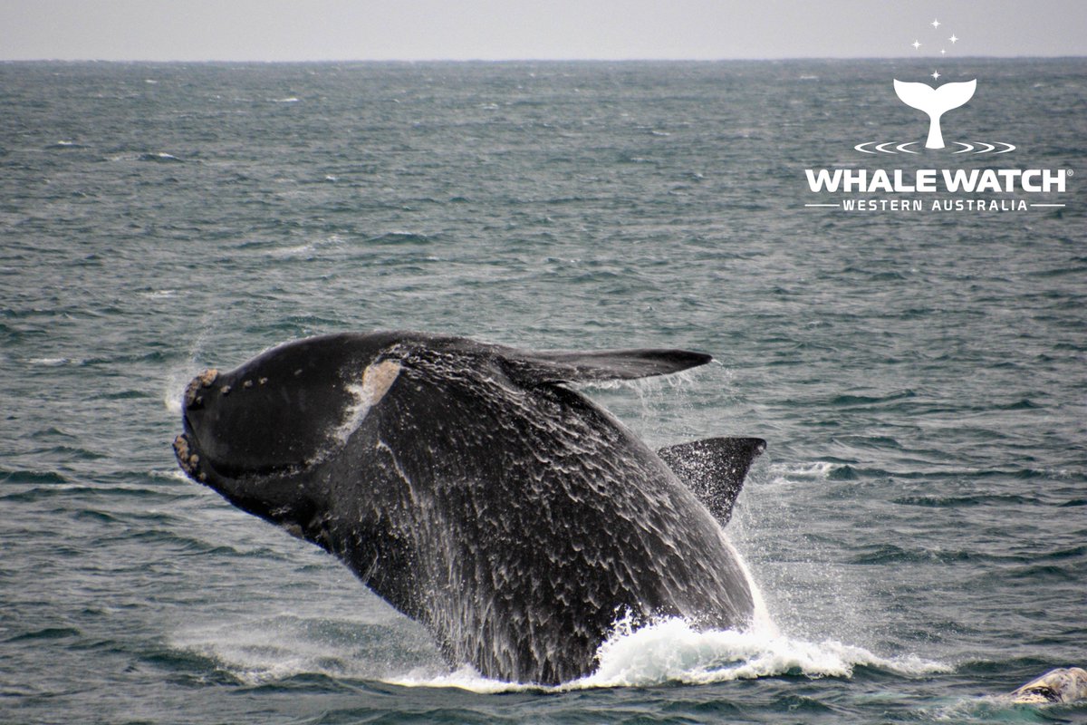 WhaleWatchWA's tweet photo. Did you know that you can Whale Watch All Year with Whale Watch Western Australia😍 What would be your dream encounter?➡️ https://t.co/tTrHVGnLee
#WhaleWatchWesternAustralia #JoinOurPod #LearnTheLanguageOfTheWhales #WhaleWatchWA #WhaleWatchingWesternAustralia #PremierWhaleWatch https://t.co/dfJF4d0qMV
