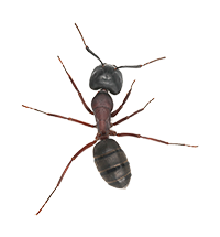 SummitES's tweet photo. Are you starting to see giant black ants on the kitchen countertop? Call now for a FREE inspection at (703) 551-4602 https://t.co/U83gQ4Jawc