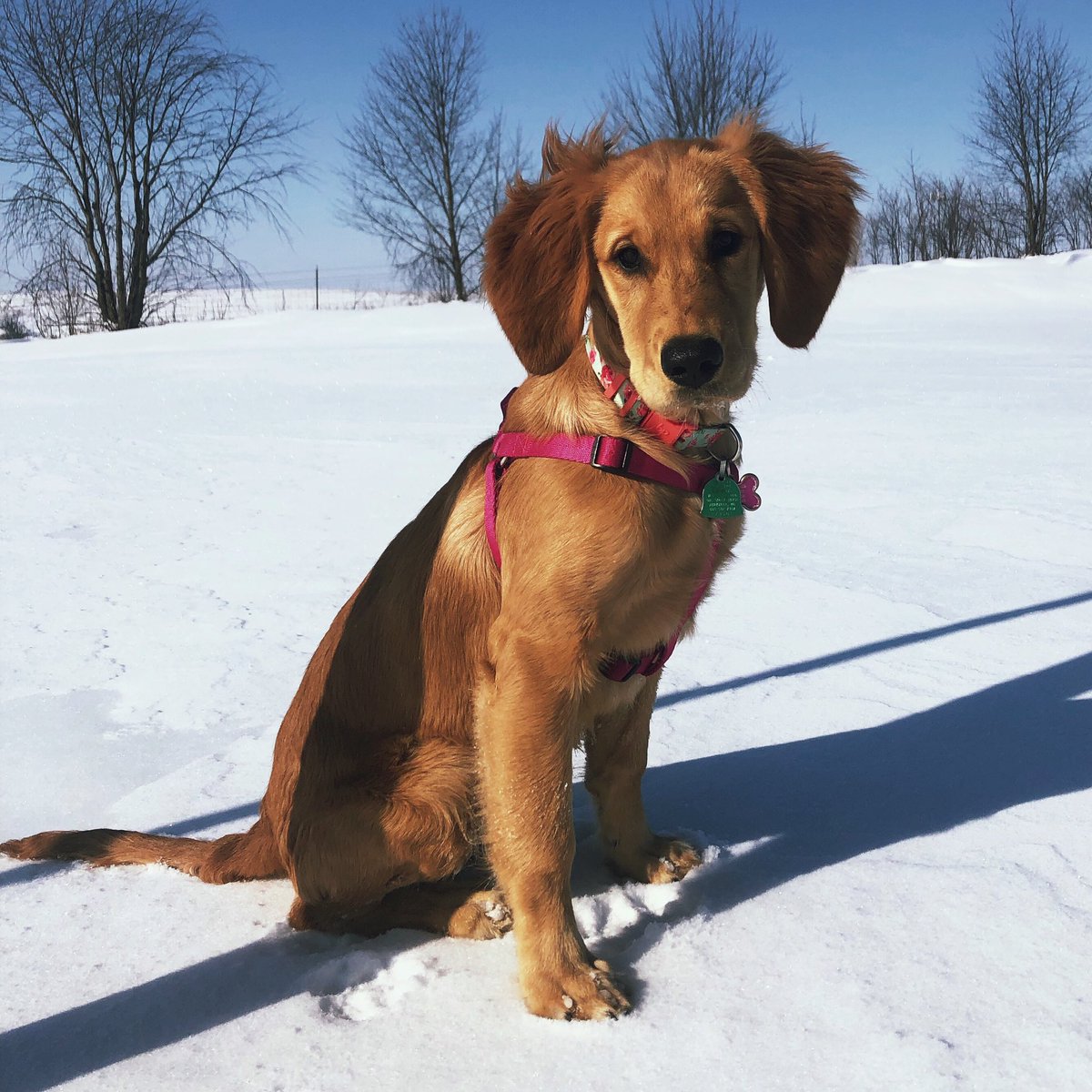 Jessica__cox's tweet photo. @dog_rates @Dumbo This is Georgia. Georgia loves letting her ears blow in the wind! https://t.co/TyQiNQ0EsD