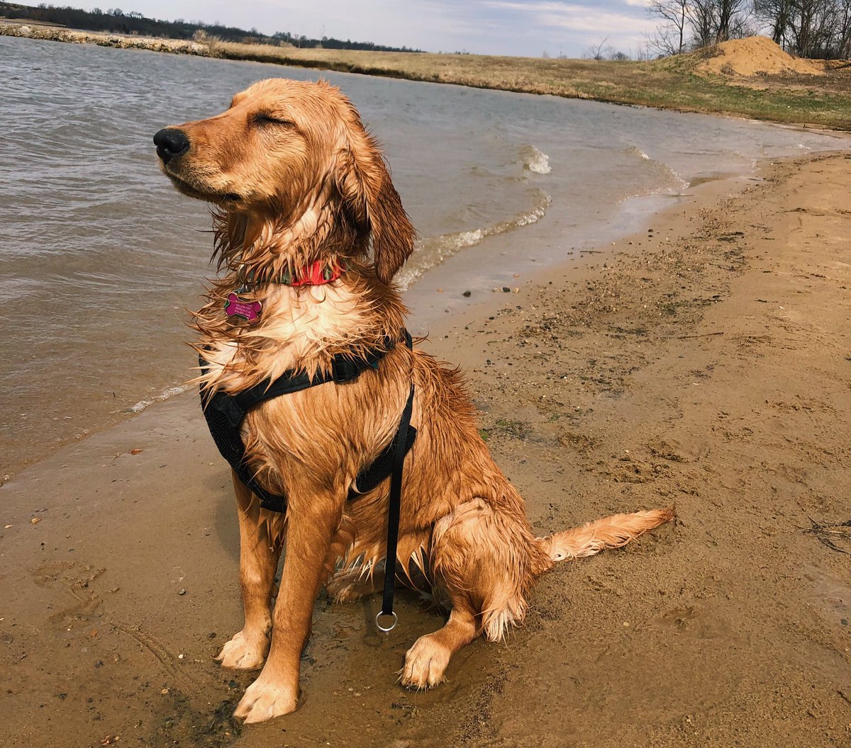 Jessica__cox's tweet photo. @dog_rates @Dumbo This is Georgia. Georgia loves letting her ears blow in the wind! https://t.co/TyQiNQ0EsD