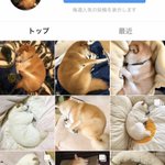 何この寝方wミジンコ寝って言うの？可愛すぎるw