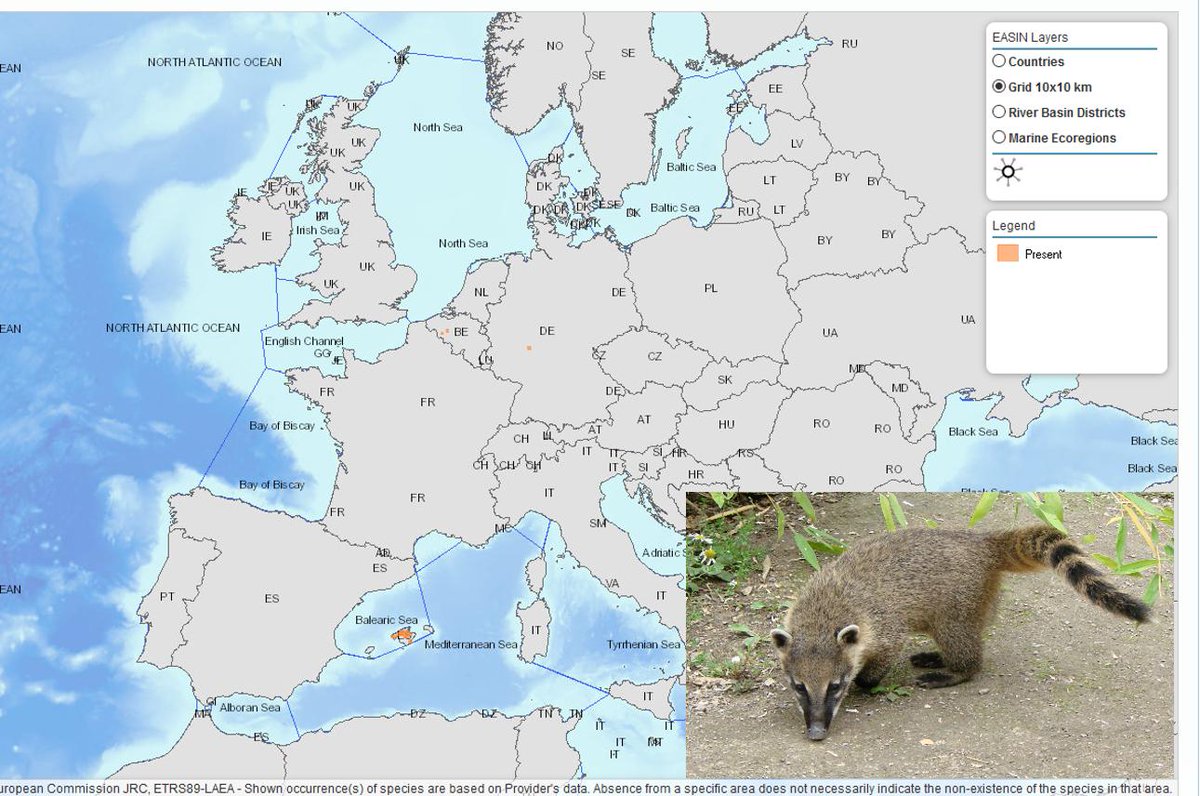 EU_Aliens's tweet photo. #Meetthealien #DYK 👽The #coati #Nasuanasua was brought to Europe for the pet trade. Escaped into nature in #Natura2000 sites on the island of Majorca (Spain), causes extinction of native birds🐦 Help us to monitor #IAS of Union concern through the app 📲https://t.co/Kg3174n7eh https://t.co/yJcAD9dxkl