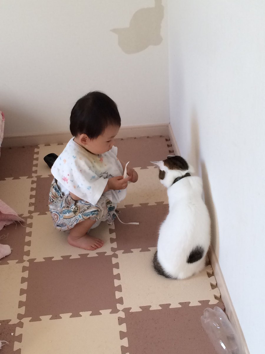 猫さんと子どもが共謀して壁紙全部剥がされた 猫の爪の鋭さと人間の手の器用さがコラボ さすが一級減築士 Togetter