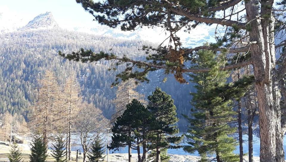 piemonte_italia's tweet photo. Oggi il buongiorno vi arriva da #ceresolereale ...e dalle sue splendide montagne!!! #piemontedavivere #piemonte #turismo #turismopiemonte #montain #montagna #piedmont #alberi #landscape #ilovepiemonte https://t.co/Jjc1IQmKDD