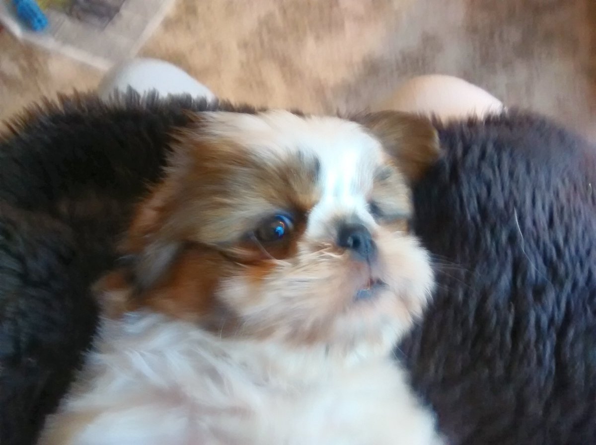 ObiBaylis's tweet photo. This is me at 8 weeks old on my mother's knee! https://t.co/1Qrkva7ftE
