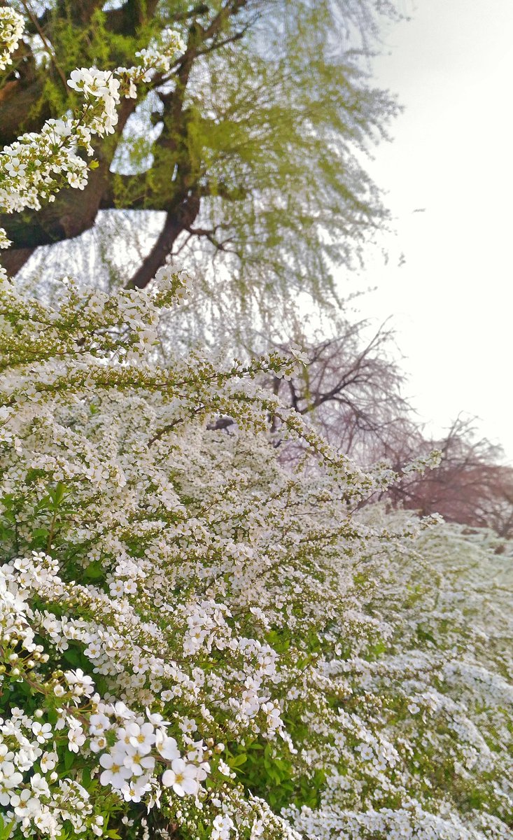 MichikoRinco's tweet photo. 柳と桜と雪柳
まるで花の海 https://t.co/V4cZoDqBtF