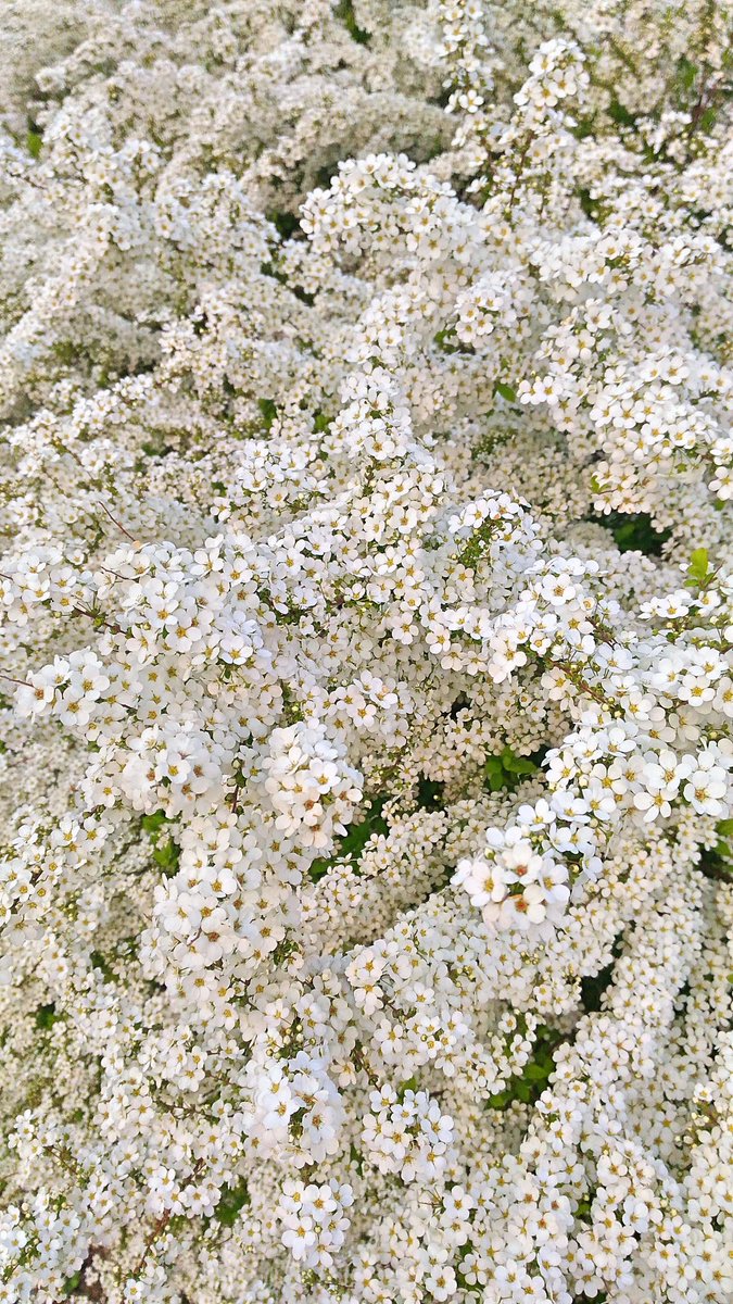 MichikoRinco's tweet photo. 柳と桜と雪柳
まるで花の海 https://t.co/V4cZoDqBtF