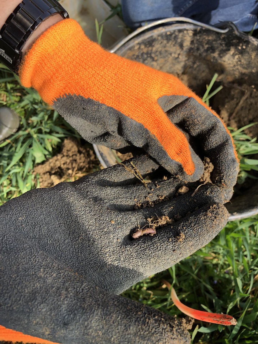 coopEMC2's tweet photo. Dénombrement des vers de terre dans le cadre des suivis biodiversité des parcelles d’adhérents engagés dans Ecophypto avec la coopérative. Reportage vidéo à venir #agronomie  #agriculture https://t.co/tOWt9AxxgL