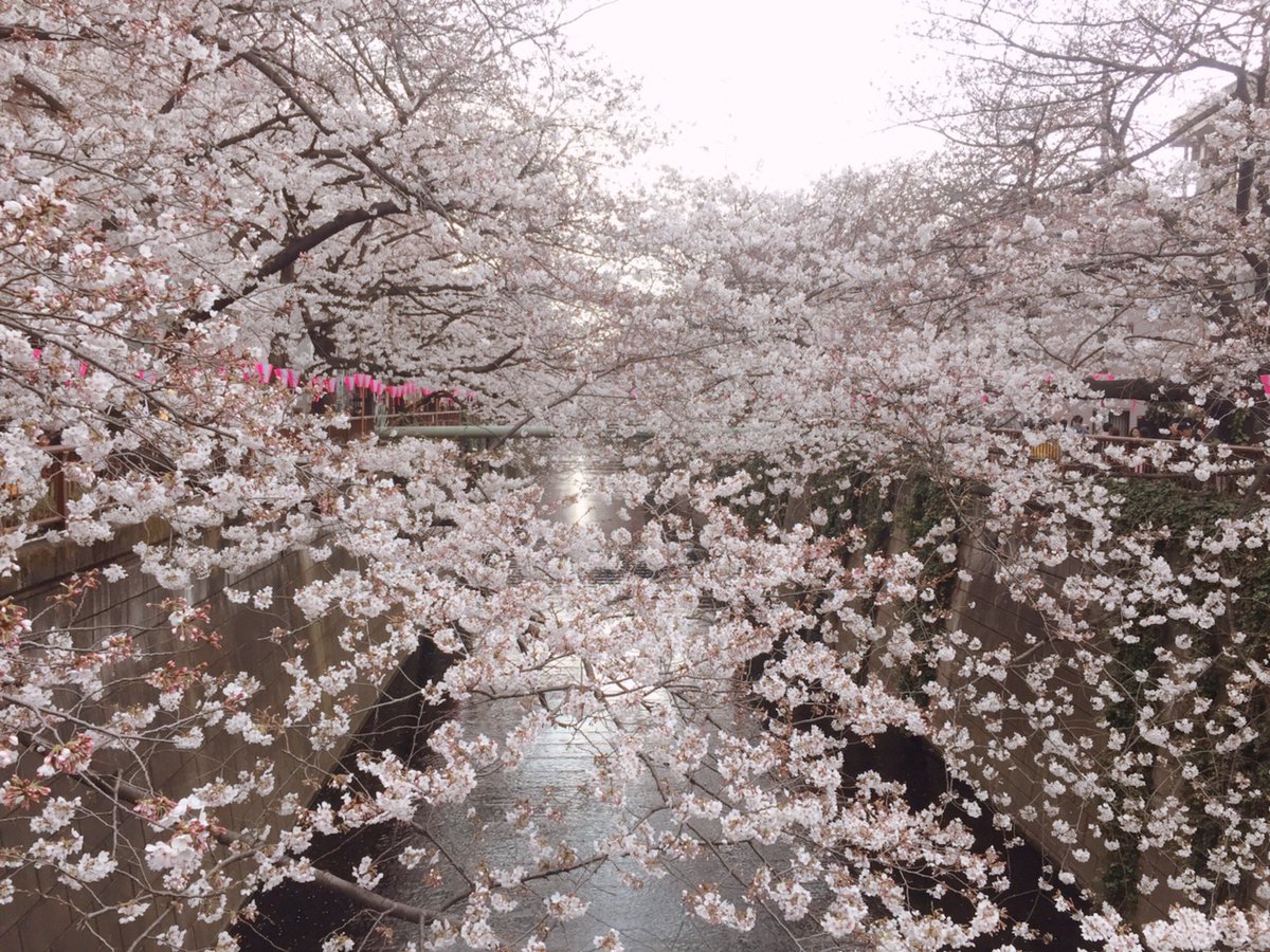 chippistar's tweet photo. 目黒川の桜を見にいってきた！息子もたくさんの桜を見て笑顔になってた☺️ https://t.co/xVGGA5VmT4