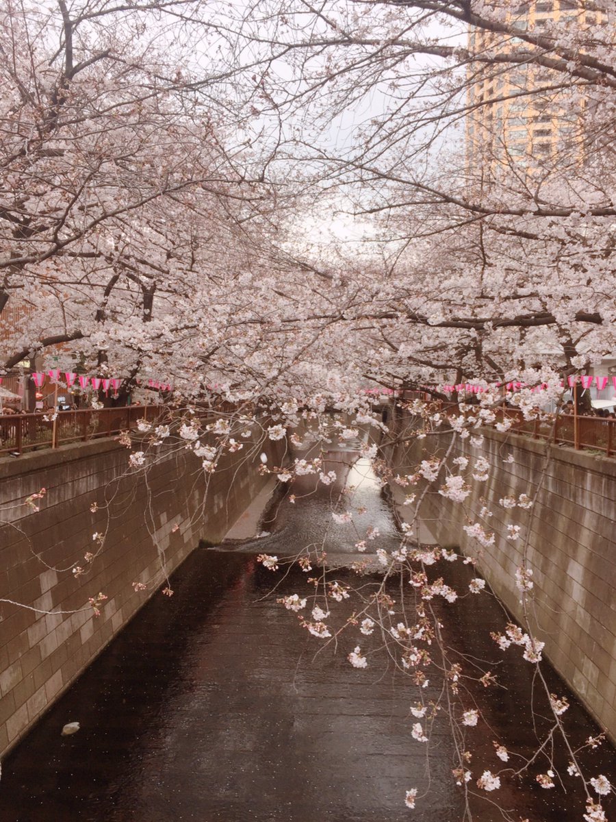 chippistar's tweet photo. 目黒川の桜を見にいってきた！息子もたくさんの桜を見て笑顔になってた☺️ https://t.co/xVGGA5VmT4