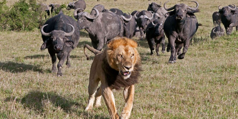 AKEPrinceBoris1's tweet photo. Certains hommes, dans le 
monde, dominent leur peuple par l’imposture et 
non pas par la justice. Ne sont-ils pas comme le 
Maître singe ? Ils ne se rendent pas compte de 
leur confusion d’esprit. Dès que leur peuple 
comprend la chose, leurs ruses ne fonctionnent plus

Yu-Zu-li https://t.co/0noEq6SPt1