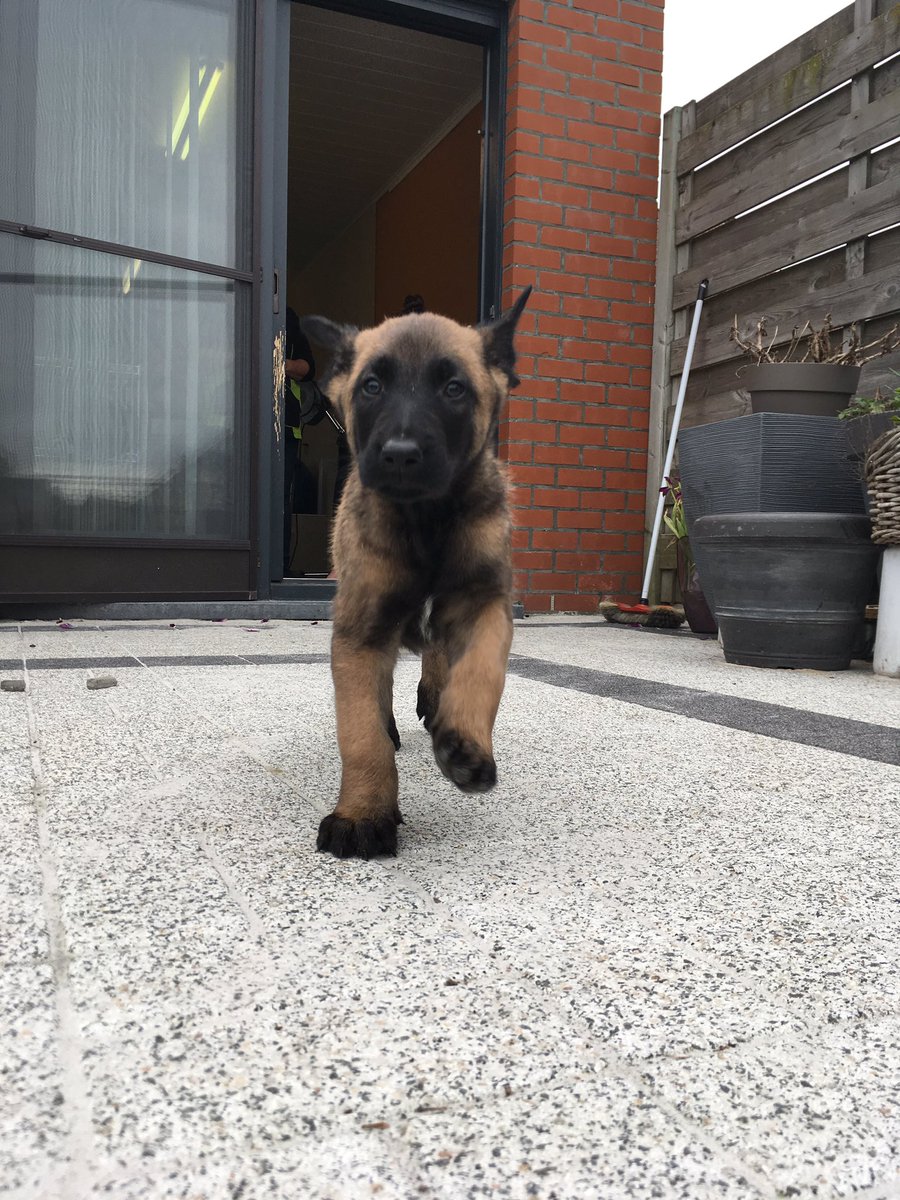 PZRIHOK9's tweet photo. Meet Sniper van de Utadreef Son of Kaptain van de Utadreef #futureK9 #workingdog #belgianmalinois #maligator #dogsofinstagram #dualpurposedog #K9 #policeK9 #lifeofadoghandler #proud https://t.co/BY985IeBJL