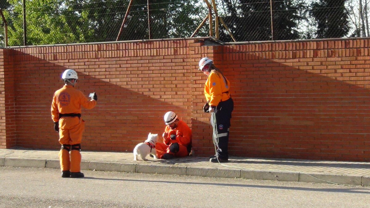 Equipo canino tweet media
