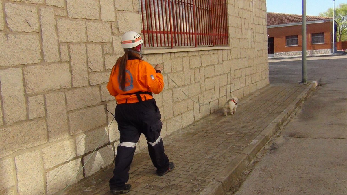 Equipo canino tweet media