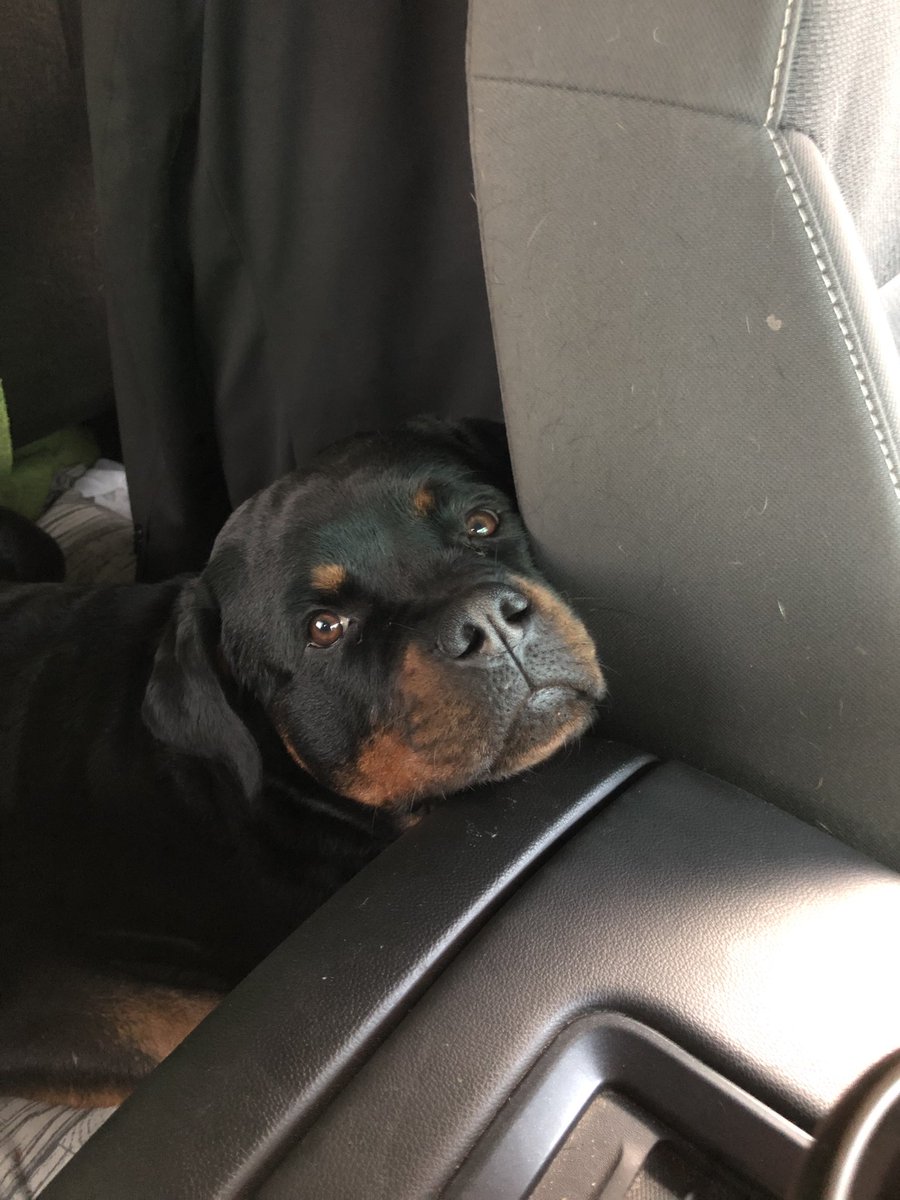 AngieRK9's tweet photo. Thursday morning FurFiles on CBC Radio. Today at 8:25 am we will be discussing Separation Anxiety. Tune in https://t.co/tzGA3aZljb